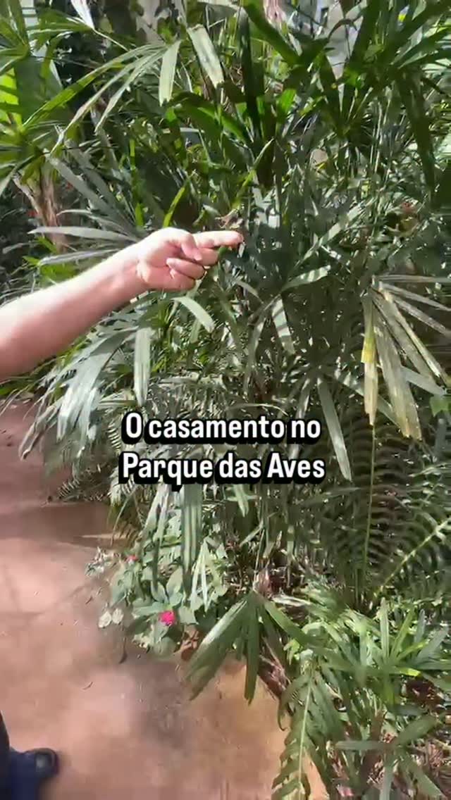 Mais um casamento pra conta. 😂🦋❤️
.
.
.
.
.
.
#explorepage #casal #viagem #ParqueDasAves #amor