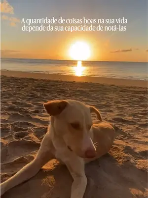 Mais uma semana linda e chuvosa salvando cachorrinhos das ruas 🥰🐕❤️ #viralata #caramelo #naocompreadote #ad...