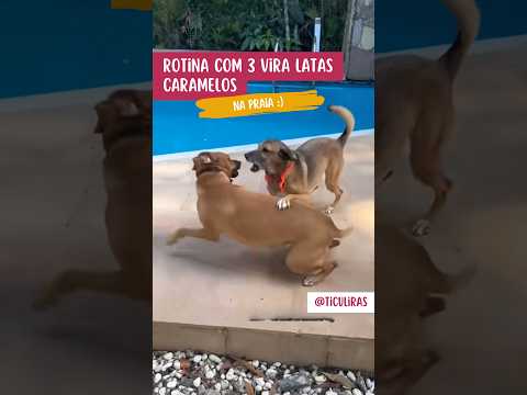 Rotina com 3 Vira-Latas na Praia